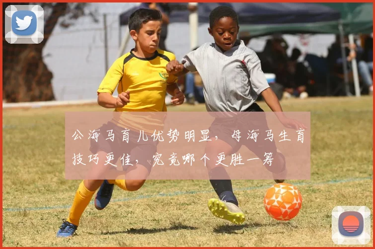 公海马育儿优势明显，母海马生育技巧更佳，究竟哪个更胜一筹